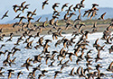 Calidris alpina